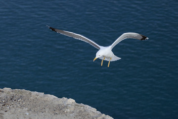 Fototapeta na wymiar A flying seagull. Seabirds. A bird in flight. Live nature.