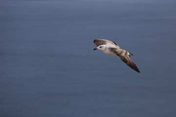 A flying seagull. Seabirds. A bird in flight. Live nature.