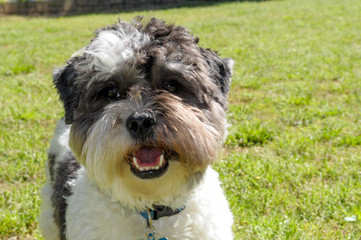 Happy Maltipoo Puppy Portrait