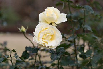 White color rose flowers