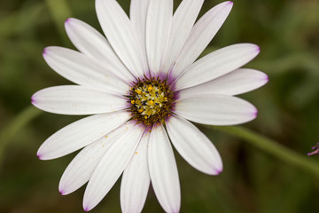 Fototapeta premium Flower