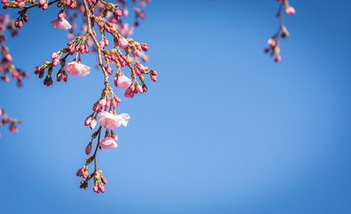 Beautiful Oriental Cherry Flowers Branch Blossom in Spring Day Blue Sky Copy Space Background
