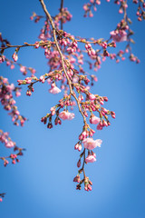Botany Oriental Sakura Flowers Branch Blossom in Spring Day Blue Sky Background