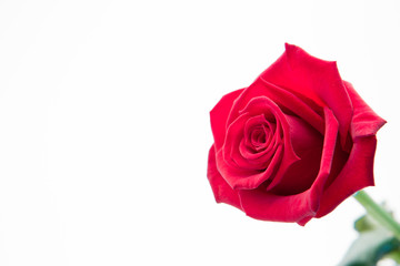 Blooming pink rose
