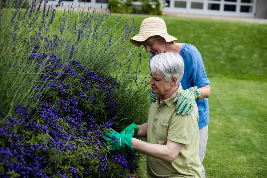 Senior couple checking lavender