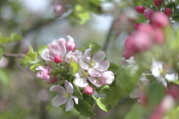 Fototapeta na wymiar Flowering Garden Apple Tree