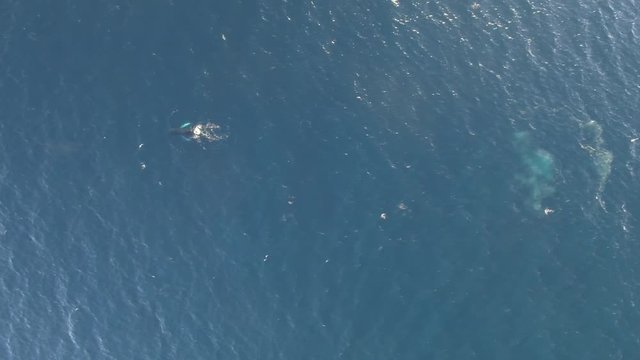Humpback whale swimming in the ocean