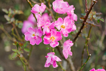 Pink color blossoms like cherry