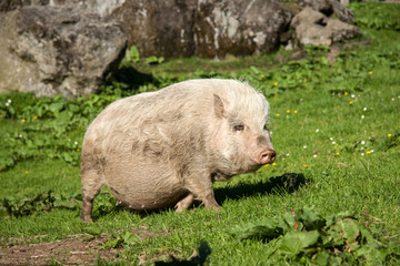 Tiere, sommer, draussen, österreich