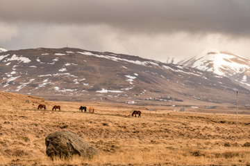 icelandic horses grazing on a meadow