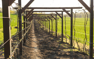 vineyard plantations, beautiful view of the vineyard rows