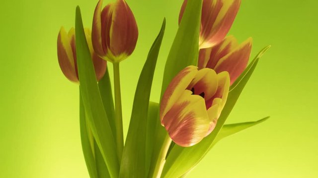 4K Time- Lapse. Tulips growth, bloom, wither. 