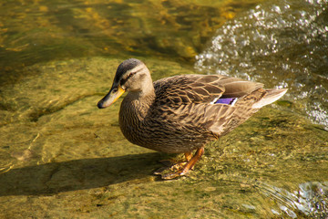 Tiere, sommer, draussen, österreich