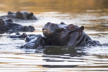 Playing Hippopotamus , Kruger National Park , Africa