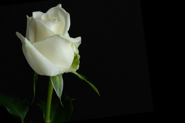 beautiful single white rose