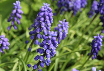 Muscari flowers bloom in spring garden