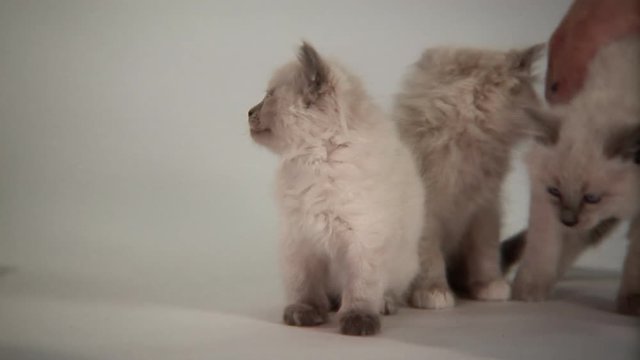 Three kittens sitting and playing together on a white background being cute