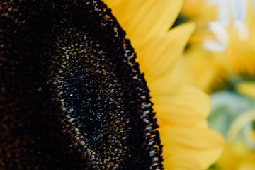 Sunflower with Dew