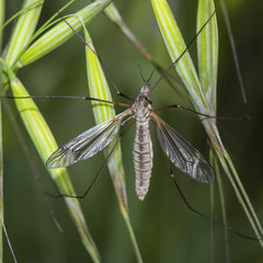 Tipulidae Latreille