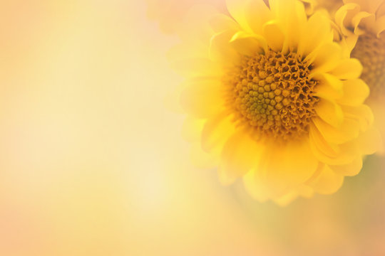 A soft focus yellow flower with text area in a horizontal presentation.