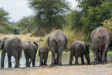 elephants drinking from a stream tanzania africa