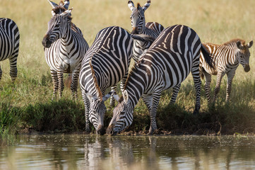 Fototapeta na wymiar zebra tanzania africa
