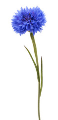 Blue Cornflower Herb or bachelor button flower head isolated on white background cutout - obrazy, fototapety, plakaty