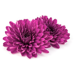 Lilac chrysanthemum flower isolated on white background