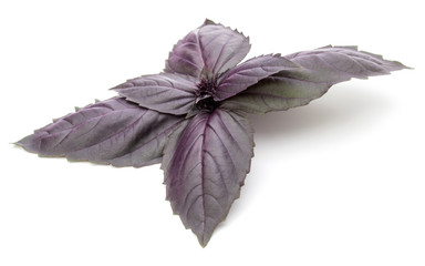 Close up studio shot of fresh red basil herb leaves isolated on white background. Purple Dark Opal Basil.