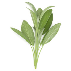 Sage herb leaves  bouquet isolated on white background cutout. Top view.