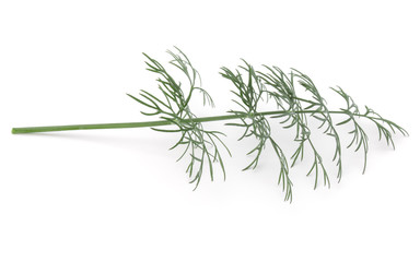 Fototapeta premium Close up shot of branch of fresh green dill herb leaves isolated on white background