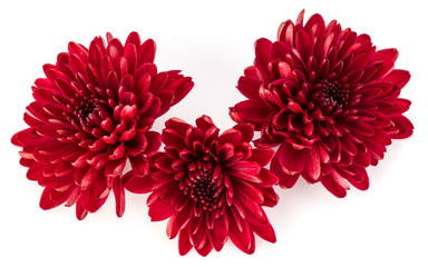 Red chrysanthemum flower isolated on white background