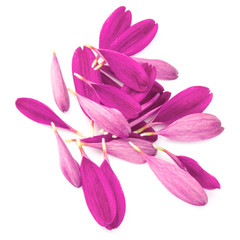 Obraz premium Lilac chrysanthemum flower petals isolated on white background