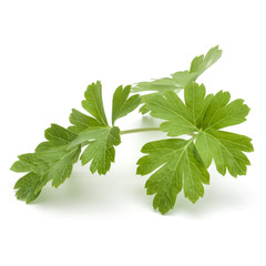 Fresh parsley herb leaves  isolated on white background