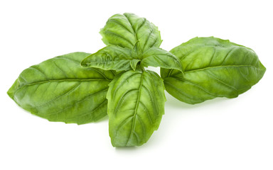 Close up studio shot of fresh green basil herb leaves isolated on white background. Sweet Genovese basil.