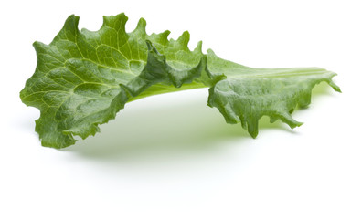 Close up studio shot of fresh green endive salad leaf isolated on white background.