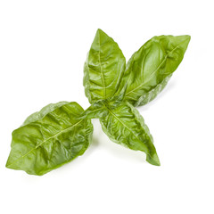 sweet basil herb leaves isolated on white background. Genovese basil leaf.