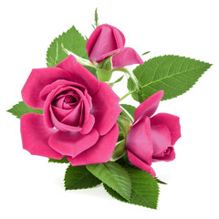 pink rose flower bouquet isolated on white background cutout