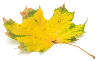 colorful autumn maple leaf isolated on white