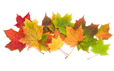 colorful autumn maple leaf isolated on white background