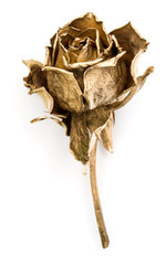 Fototapeta premium One gold rose isolated on white background cutout. Golden dried flower head, romance concept.