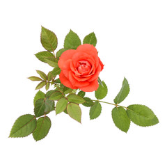 one orange rose flower with leaves isolated on white background cutout