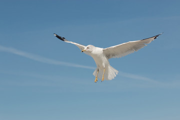 Seagull suspended in mid air