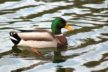 Mallard duck swimming in pond