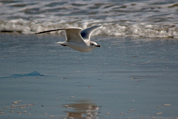 Seagull flying over a beach