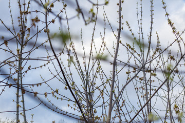 spring buds on trees
