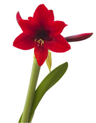 Red amaryllis isolated on white background