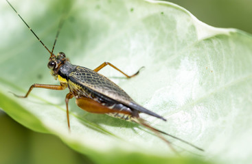 horizontal cropped Colored close up head focus of a cricket while resting on a leaf in a garden