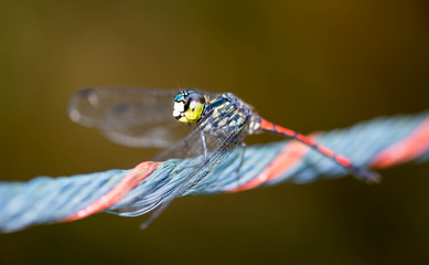 horizontal cropped Colored close up head focus of a dragon fly while resting on a rope with a very smooth blurry brown background