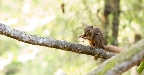 horizontal cropped Colored photo of a squirrel while eating its food on a tree branch with green nature blurry background